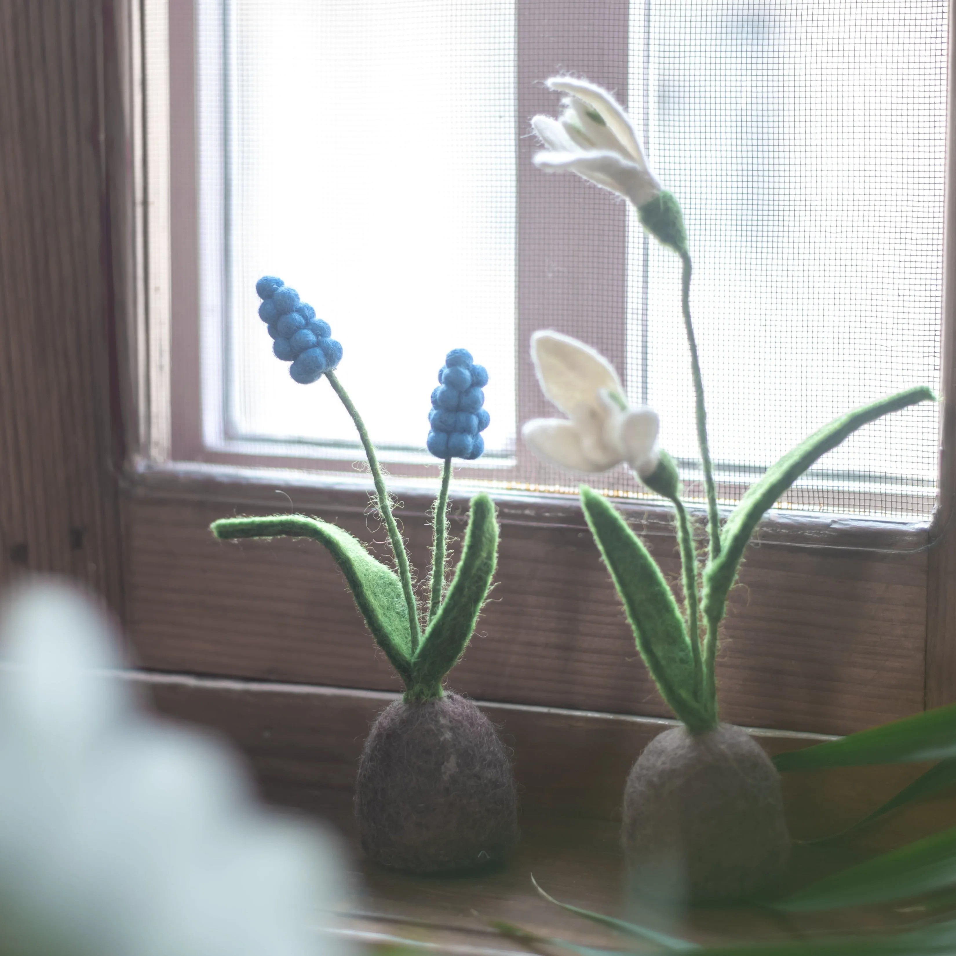 Standing Snowdrop